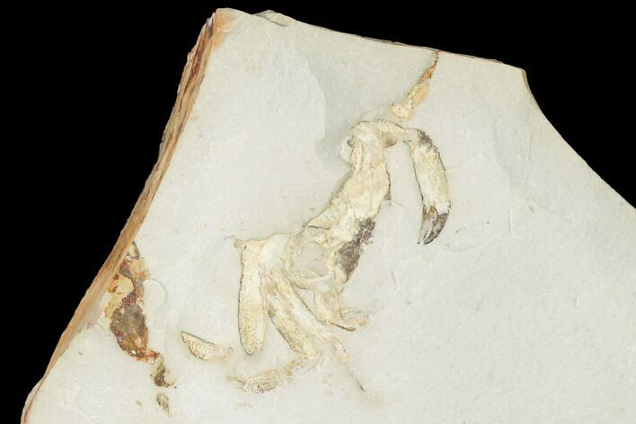 Miocene Pea Crab (Pinnixa) Fossil - California #141611
